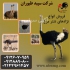 عرضه جوجه شترمرغ مولد شترمرغ ۴ ماهه طیور در تهران عرضه جوجه شترمرغ