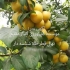 نهال فروشی فروش نهال های مثمر و غیر مثمر در ارداق موسسه کشاورزی گل بار