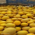 فروش گوجه متین دافنیس ۸۳۲۰ درجه یک در دماوند فروش گوجه متین فروش