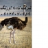 فروش عمده شترمرغ ۱۵ روزه و یک ماهه طیور در تهران فروش عمده شترمرغ 15