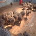 فروش جوجه شترمرغ یک ماهه و دو ماهه طیور در تهران شرکت زرین فروش جوجه
