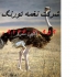 جوجه شترمرغ کانادایی ۳ ماهه طیور در تهران ویژگیهای مثبت پرورش جوجه