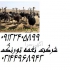 فروش جوجه شترمرغ یک روزه خرید شترمرغ یک روزه در تهران جوجه شترمرغ یک