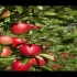 عرضه درخت سیب سرخ پیوندی مجلسی گلدانی در ساری عرضه درخت سیب سرخ پیوندی