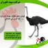 فروش جوجه شترمرغ به صورت جزئی و کلی طیور در تهران فروش جوجه شترمرغ