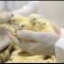 شترمرغ و جوجه شترمرغ و جوجه گوشتی در حسن آباد جوجه گوشتی راس و جوجه