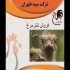 شترمرغ ۱ ماهه و ۵ ماهه در تهران شترمرغ 1 ماهه و 5 ماهه در استان تهران