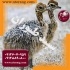 فروش شترمرغ یک ماهه و دو ماهه طیور در تهران فروش شترمرغ یک ماهه و دو