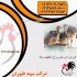 خرید و فروش عمده شترمرغ فروش خوراک شترمرغ طیور در تهران خرید و فروش