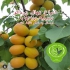 فروش نهال اصلاح شده &#۱۶۰;نهال سیب گلاب در اصفهان فروش نهال سیب
