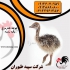 شترمرغ ۴ ماهه شترمرغ هچری یک ماهه طیور در تهران شترمرغ 4 ماهه