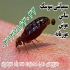 سمپاشی موریانه و سایر حشرات با سم های ارگانیک در اصفهان سمپاشی موریانه