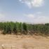 فروش عمده نهال جدید ترین قیمت نهال سیب در میاندوآب مجموعه نهال آرا