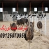 فروش و قیمت شترمرغ در سنین مختلف در رباط کریم فروش و قیمت جوجه شترمرغ