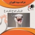 جوجه شتر مرغ ۳ ماهه سپید طیور در تهران جوجه شترمرغ 3ماهه سپید طیور طیور