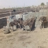 شترمرغ ده روزه و بیست روزه تحویل سراسر کشور در تهران شترمرغ ده روزه