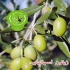 فروش نهال اصلاح شده &#۱۶۰;نهال سیب گلاب در اصفهان فروش نهال سیب