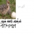 شترمرغ یک هفته ای و پرواری نغمه طیور طیور در تهران شرکت نغمه طیور