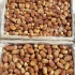 خرمای زاهدی اعلا درجه یک جهرم در آبسرد با سلام بنده باغ خرما و مرکبات