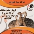 شترمرغ پرواری فروش جوجه شترمرغ یک روز طیور در تهران قیمت شترمرغ