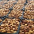 فروش عمده رطب کبکاب درجه یک در تهران سلام دوستان گرامی رطب کبکاب تازه