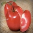 فروش نهال سیب تو سرخ پیوندی در ساری نام لاتین سیب توسرخ red love apple
