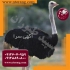 فروش جوجه &#۱۶۰; فروش جوجه شترمرغ طیور در تهران فروش شتر مرغ