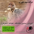 خرید و فروش عمده شترمرغ فروش خوراک شترمرغ طیور در تهران خرید و فروش