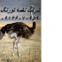 جوجه شترمرغ کانادایی ۳ ماهه طیور در تهران ویژگیهای مثبت پرورش جوجه