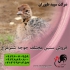 فروش جوجه &#۱۶۰; فروش جوجه شترمرغ طیور در تهران فروش شتر مرغ