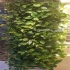 اجرای دیوار سبز فلاور باکس green wall در آستانه اشرفیه اجرای دیوار