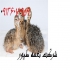 فروش جوجه شتر مرغ کانادایی گردن آبی گردن قرمز در تهران جوجه شتر مرغ