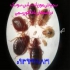 سمپاشی سوسک فاضلاب و سایر حشرات به صورت تضمینی در اصفهان متخصص ریشه کن