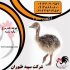 فروش جوجه شترمرغ یک روزه تا بالغ جوجه شترمرغ در تهران فروش جوجه