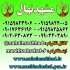 فروش نهال سیب رد دلیشز قرمز در مشهد فروش نهال میوه سیب رد دلیشز قرمز