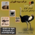 فروش شترمرغ گردن آبی فروش جوجه شتر مرغ طیور در تهران فروش شترمرغ
