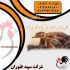 جوجه شترمرغ فروش جوجه شترمرغ ۱ ماهه طیور در تهران مرغ شترمرغ فروش