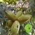 فروش نهال اصلاح شده &#۱۶۰;نهال سیب گلاب در اصفهان فروش نهال سیب