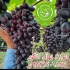 فروش نهال اصلاح شده &#۱۶۰;نهال سیب گلاب در اصفهان فروش نهال سیب