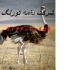 فروش جوجه شترمرغ یک ماهه طیور در تهران فروش جوجه شترمرغ یک ماهه طیور