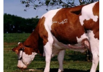 فروش سیمینتال قرمز اصل در ارومیه خرید و فروش سیمینتال قرمز اصل سیمینتال