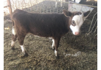 فروش گاو گوساله سیمینتال اصیل گوساله پرواربندی در ورزقان باسلام خدمت