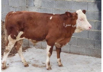 پخش و فروش انواع گوساله 200 کیلو سمینتال نر و ماده