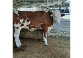 فروش گوساله سیمینتال و هلشتاین دورگ محلی نر و ماده