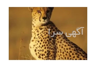 برگزار کننده تورآفریقا در شیراز تور بزرگ کنیا 9شب و 10 روزدر لوکس ترین