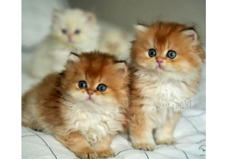 انواع نژاد بچه گربه اشرافی و آپارتمانی بی واسطه