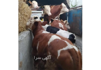 فروش گوساله سمینتال اصیل