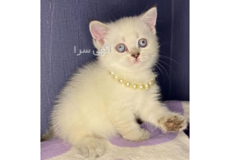 فروش گربه با نژاد اصیل گربه چشم دو رنگ در کرج ما تو کانال تلگرام کلی