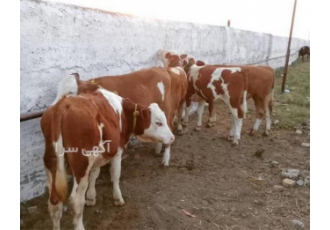 فروش گوساله سیمینتال پرواری