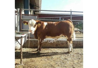 فروش گوساله پرواری سیمینتال گوساله هلشتاین در گنبد کاووس مرکز خرید
